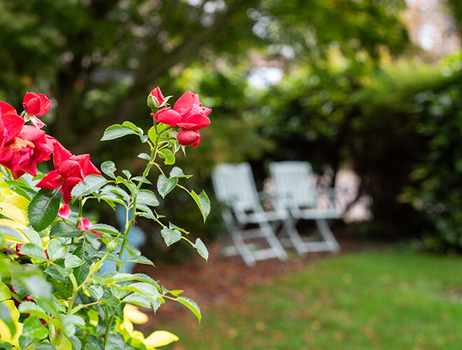 Blackwell House - Garden Flowers